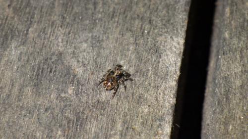 Réf. 196 527 : Pseudeuophrys erratica